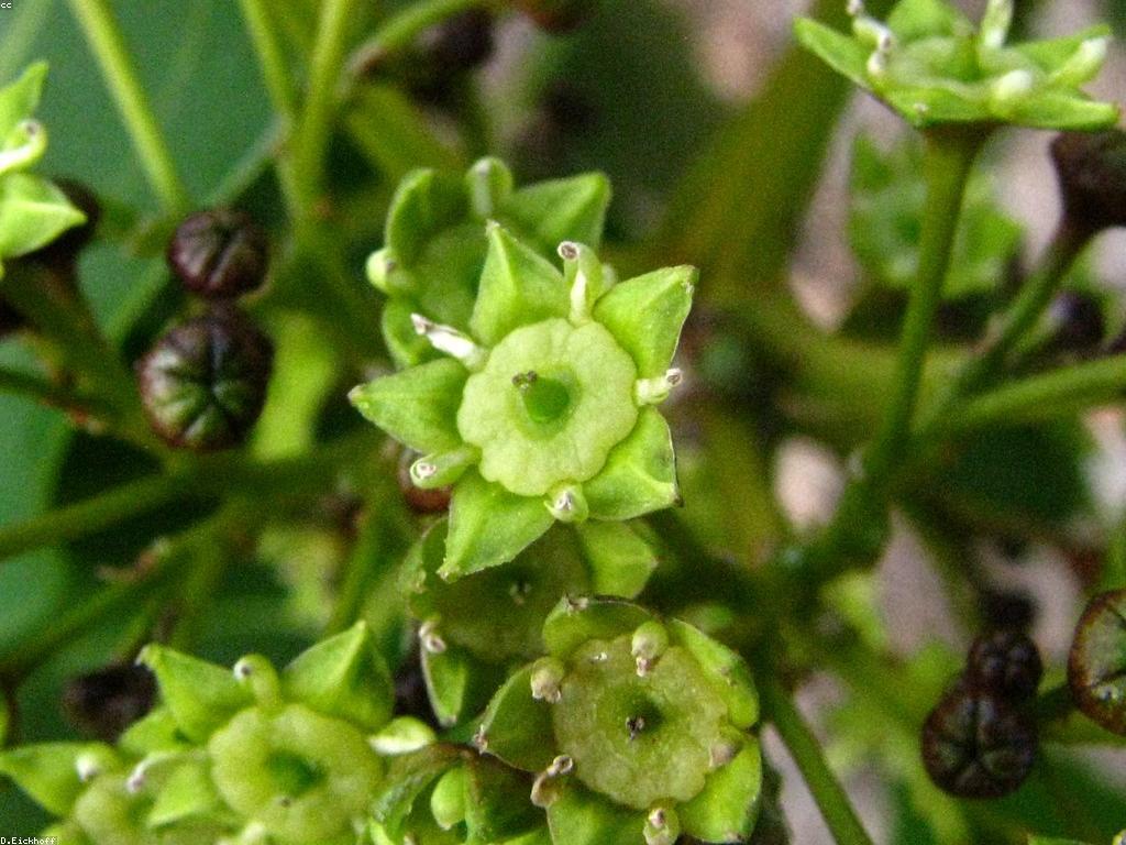 វិធីរកចំណេញពីបាញ់ត្រី