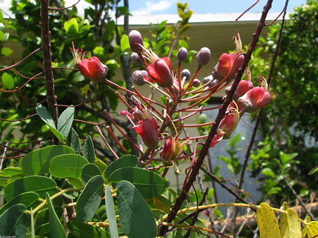 ការណែនាំអំពីឧបករណ៍បាញ់ត្រី