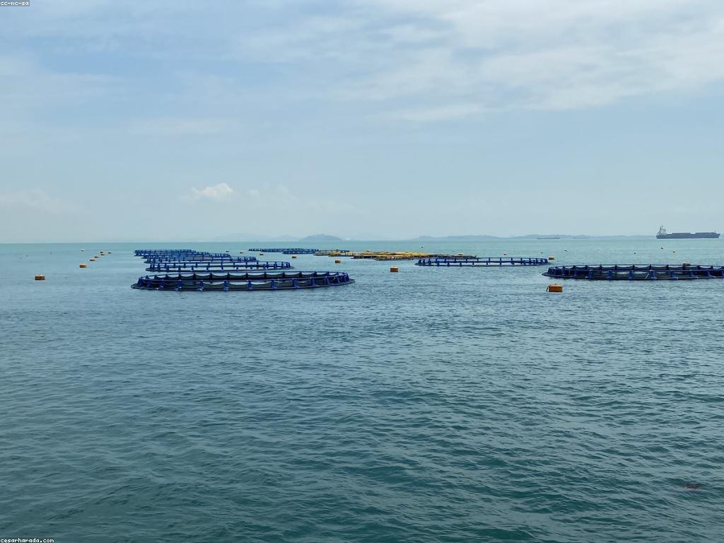 ចំណូលដ៏ល្អពីការបាញ់ត្រី